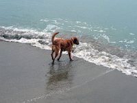 DSC 0850  Ettore, il cane di Moreno