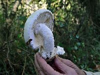 DSC 3527  -  AMANITA OVOIDE